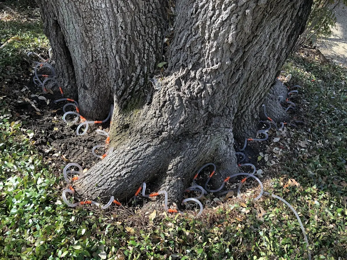 Detailed Shrub and Hedge Trimming job site in Hamill