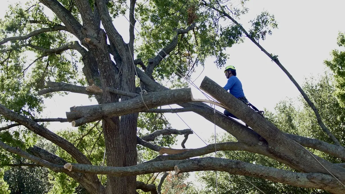 Professional Hazardous Tree Removal performed by certified arborists in Hamill
